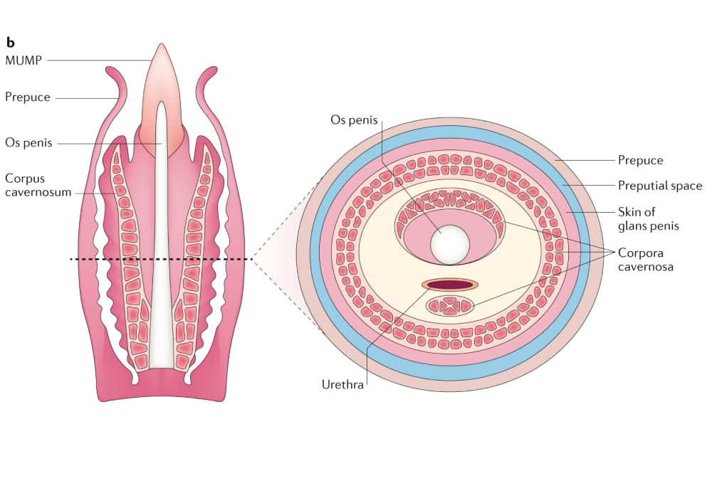 Penile Tissue Expansion Wave Protocol