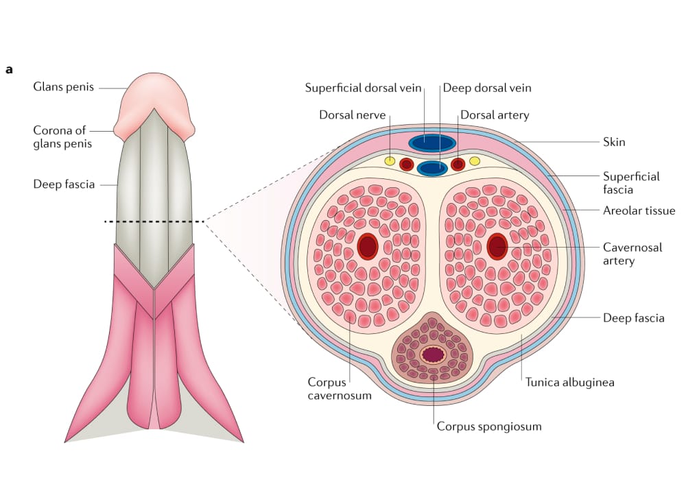 Penile Tissue Expansion Wave Protocol