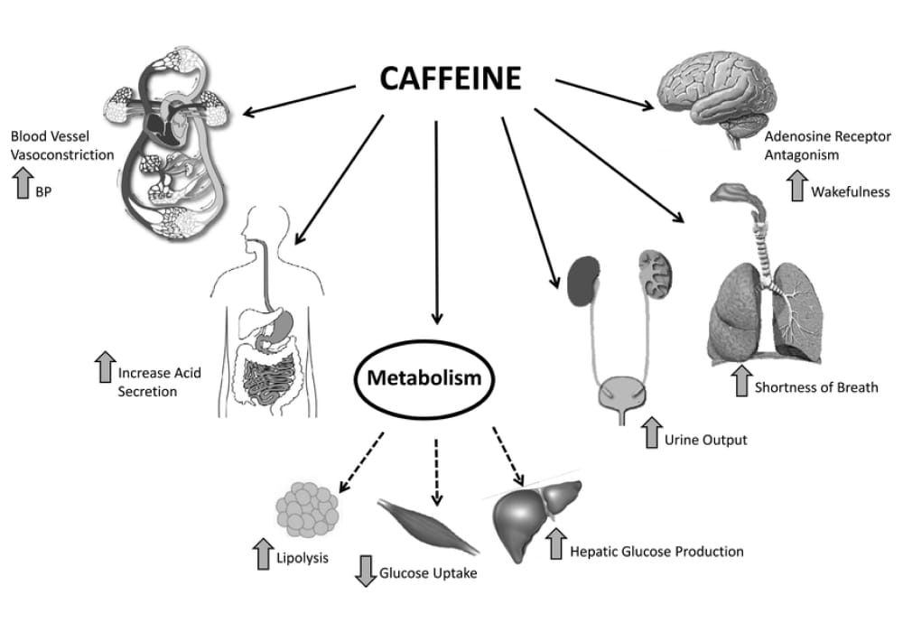 cafein cause fake cortisol on mens health