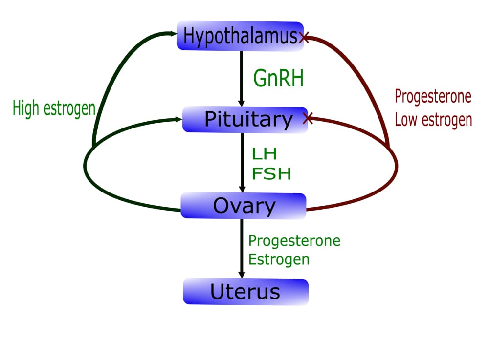 production of testosterone