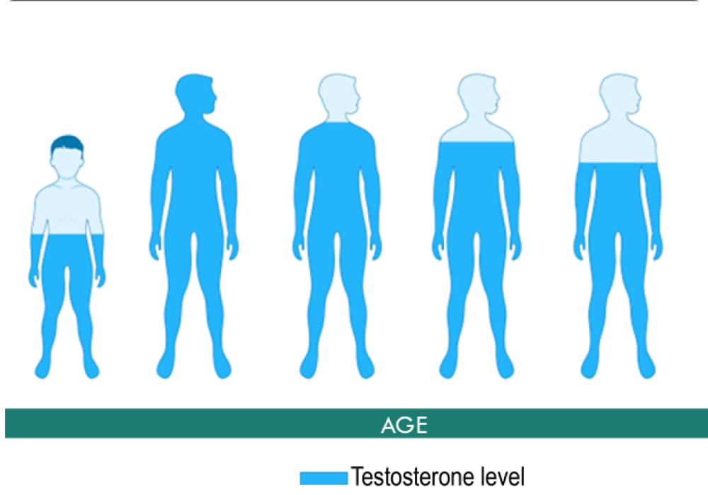 testosterone among malaysian